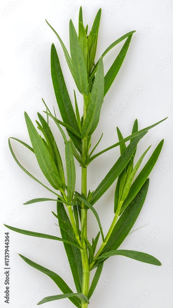 Obraz premium Close-up of a fresh herb sprig