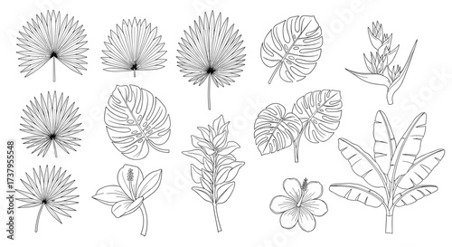 Collection of various botanical illustrations of leaves and flowers.