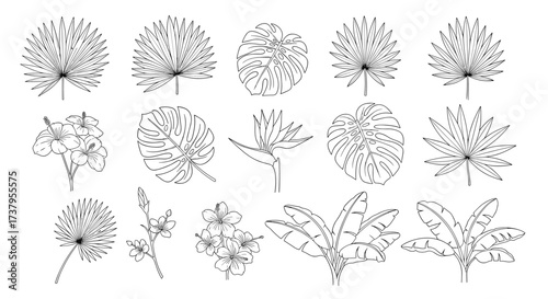 A collection of stylized dandelion seed heads and leaves in sketch style.