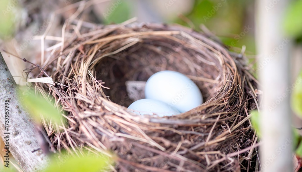 Obraz premium Easter eggs in bird nest