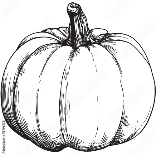 Simple line sketch of a round, plump squash.