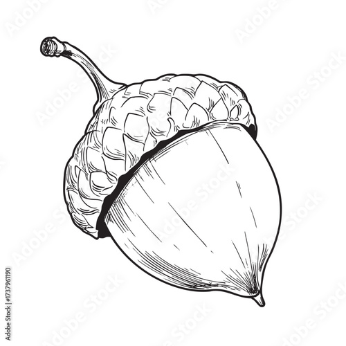 Detailed black and white line drawing of an acorn.
