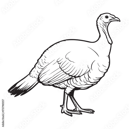 Simple black and white line drawing of a wild turkey.