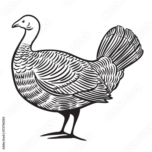 Woodcut-style engraving of a small plump turkey.