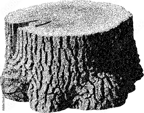 Detailed Black and White Illustration of a Textured Tree Stump