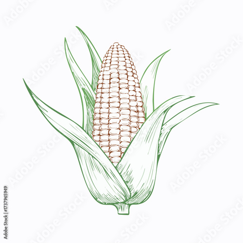 Illustration of an ear of corn with green leaves.