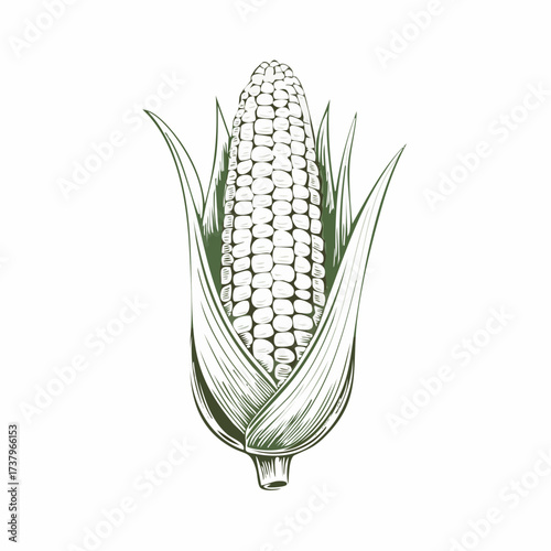 A vintage, hand-drawn engraving of a single ear of corn with the husk partially peeled back to reveal the kernels.