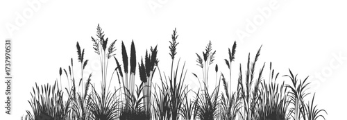 Silhouette of cattails and reeds. Wild riverbank grass.