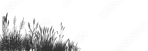 Wild cattails and reeds on the river shore. Silhouette set.