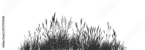 Swamp plants and coastal reeds. Grass silhouettes.