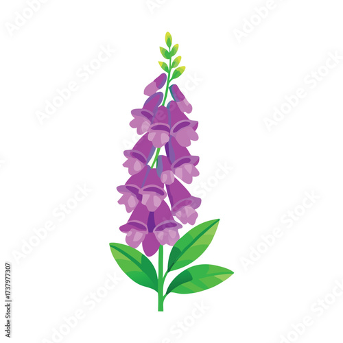 Purple foxglove flower with green leaves and stem vector illustration bloom plant