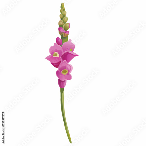 Pink Snapdragon Flower Spike with Green Stem and Buds vector illustration bloom blossom