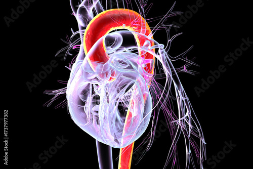 Tableau sur toile Heart with aorta highlighted in red, 3D illustration