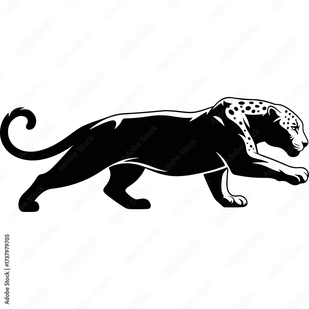 Obraz premium Black jaguar walking with spots, isolated on white background