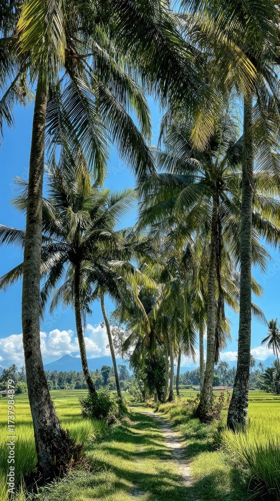 Obraz premium Lush path lined with towering palms under a brilliant blue sky, rice fields