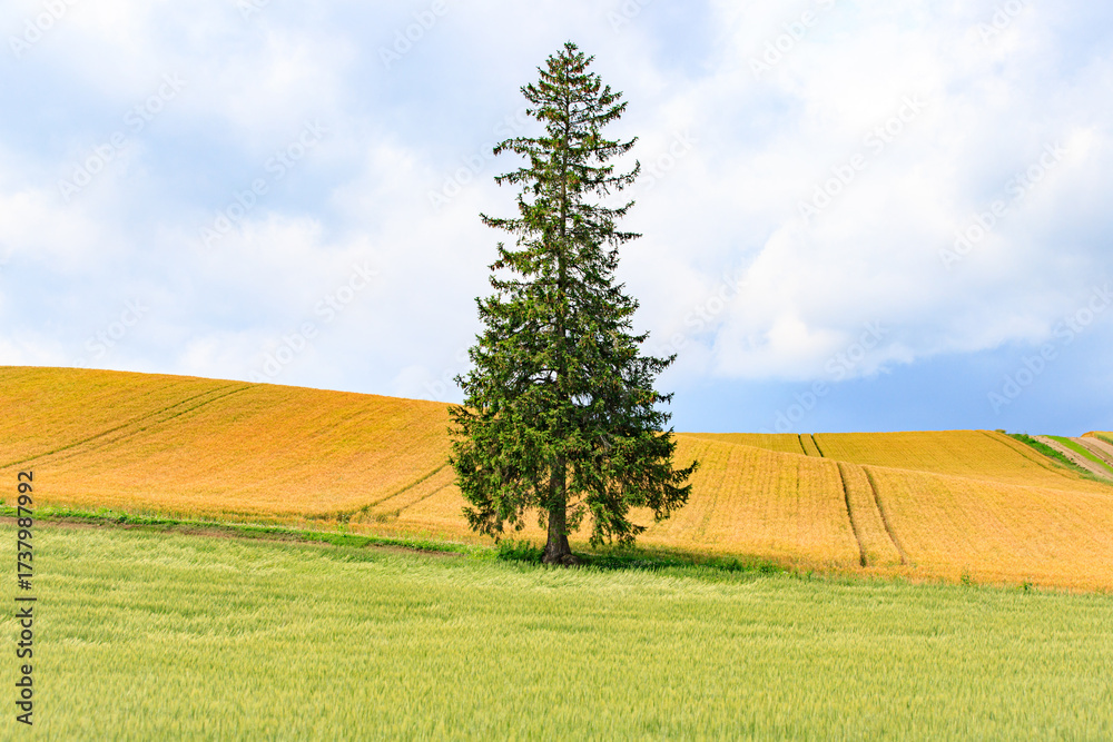 Fototapeta premium The Famous Christmas Tree in Golden Wheat Field in Biei, Hokkaido Countryside