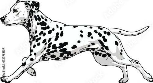 Dalmatian dog running energetic athletic vector illustration