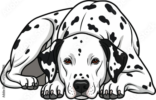 Dalmatian dog lying down relaxed resting pose vector illustration