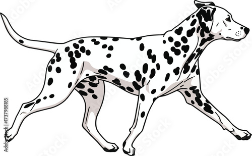 Dalmatian dog walking trotting pose side view vector illustration