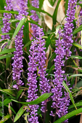 Purple Liriope muscari, Big Blue Lilyturf, in flower.