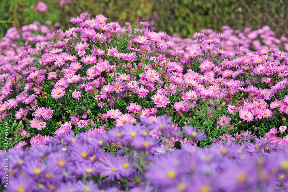 Naklejka premium Pink Symphyotrichum novi belgii, aster or michaelmas daisy ‘Waterperry’ in flower.