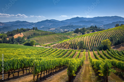 Wallpaper Mural Vineyard landscape with rows of grapevines and mountain view Torontodigital.ca