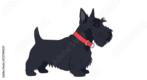 A charming illustration of a loyal Scottish terrier dog wearing a red collar stands attentively on a white background.