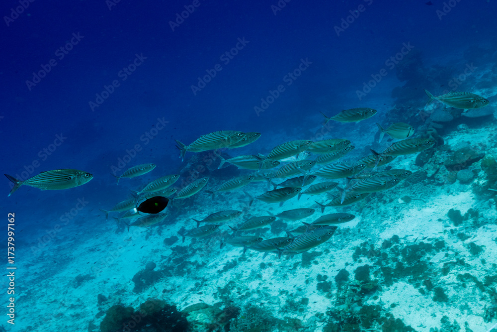 Fototapeta premium Mouth Mackerels, Rastrelliger kanagurta, Raja Ampat Indonesia