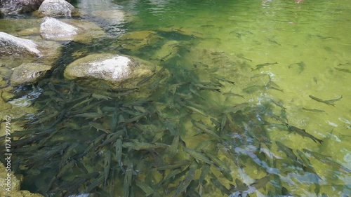 4K video of a school of fish swimming in a clear, rocky stream at Khao Khram Waterfall in Phatthalung, Thailand.