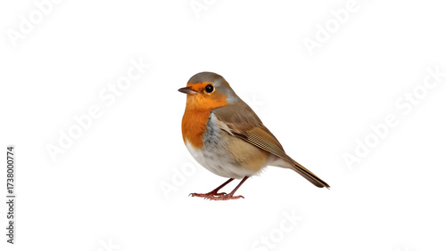 A European Robin Perched, Ready to Fly, An Erithacus Rubecula with a Bright Orange Breast on a Plain Backdrop