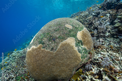 Recovering brain coral from heavy bleaching episode in 2025, Kri Island Raja Ampat Indonesia.