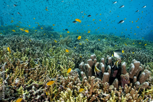 Reef scenic with pristine stony corals, and lemon damsels, Pomacentrus moluccensis,  Raja Ampat Indnonesia.