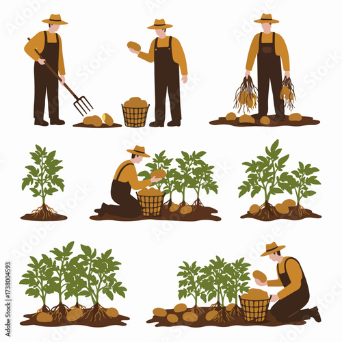 Illustration depicting the process of potato farming and harvesting, showing a farmer cultivating plants and collecting fresh potatoes in a basket.