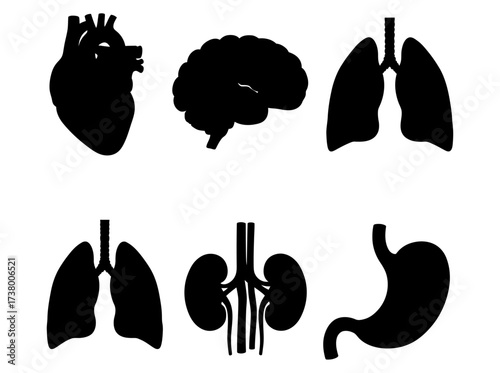 Simple black silhouette icon collection of major human internal organs for biology and medical design