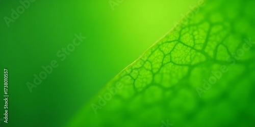 Green leaf background