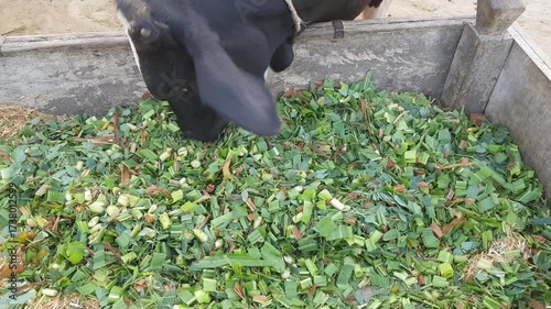 Black Cow Eating Fresh Green Fodder