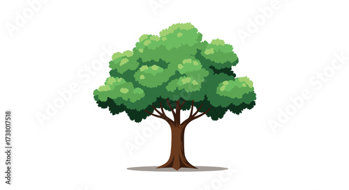 A lush green deciduous tree stands tall on a white background with a subtle shadow.