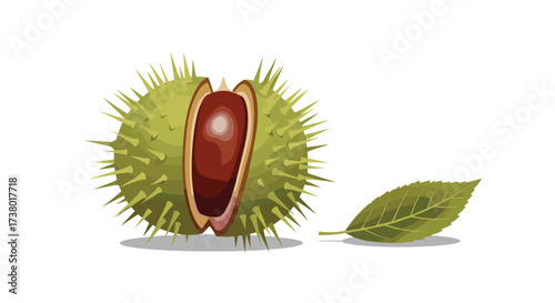 A spiky green fruit opens to reveal its smooth brown seed with a single green leaf nearby on a white background.