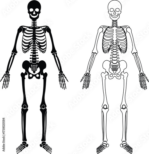Human skeleton icon set collection group isolated on transparent background in black and line style, anatomy bones illustration, skull rib cage spine pelvis arm leg foot medical vector bundle design