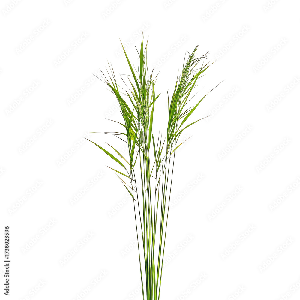 Fototapeta premium Isolated bunch of green ornamental grass on black background isolated on transparent background