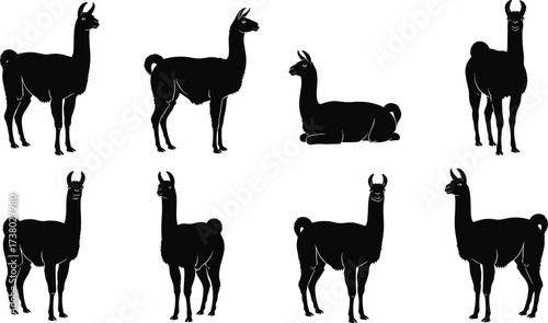 Llama silhouette vector collection, South American animal illustration, black llama artwork, alpaca design graphic, domestic farm pet, wildlife decoration set