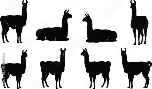 Llama silhouette vector set, alpaca farm animal design, wildlife illustration, South American camelid artwork, black llama graphic, pet decoration