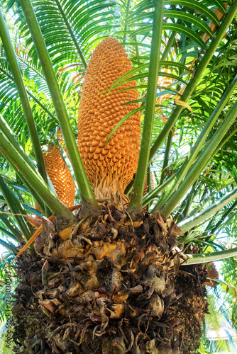 Принти на полотні Cycas circinalis, also known as the queen sago, is a species of cycad known in the wild only from southern India
