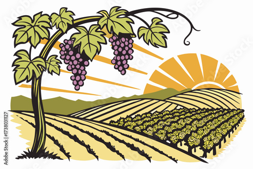 Vineyard with Grapes and Sunset Landscape agriculture