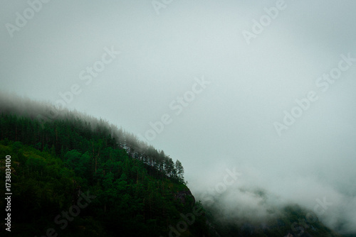 Fotografie Minimalist view of a dense spruce and pine forest on a steep slope, entirely shrouded in thick fog or clouds