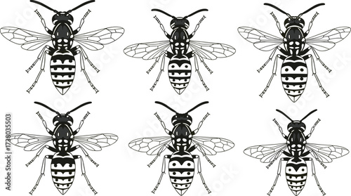 Set of black and white wasp vector illustrations, insect anatomy drawings, entomology reference, detailed bug artwork, symmetrical insect design elements