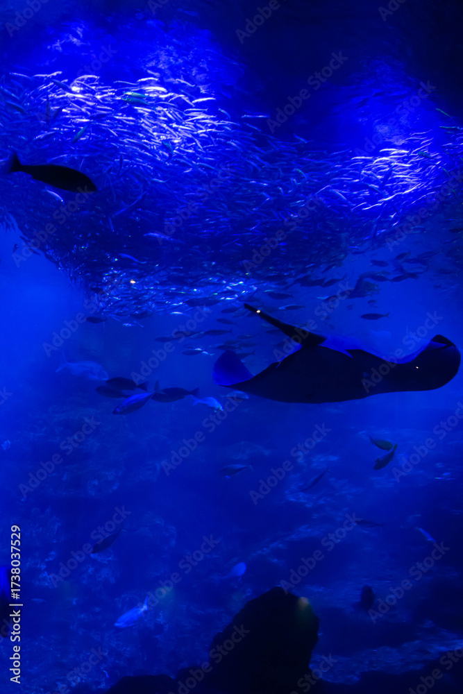 Obraz premium aquarium