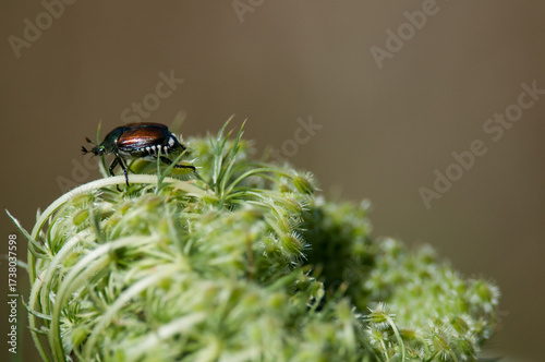 Japanese Beetle crawling on a wildflower in New York