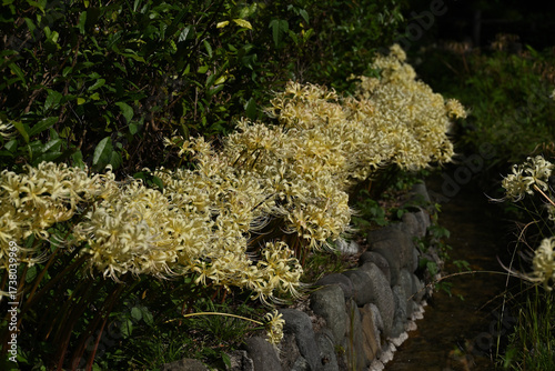 群生する白花曼殊沙華