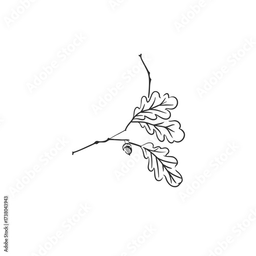 Hand drawn abstract vector graphic illustration outline with stylized line autumn forest branch design .Trendy modern doodle sketch botany drawing concept.Vector line nature sketch symbol.